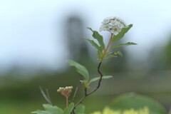 清い花のように　④。。。！