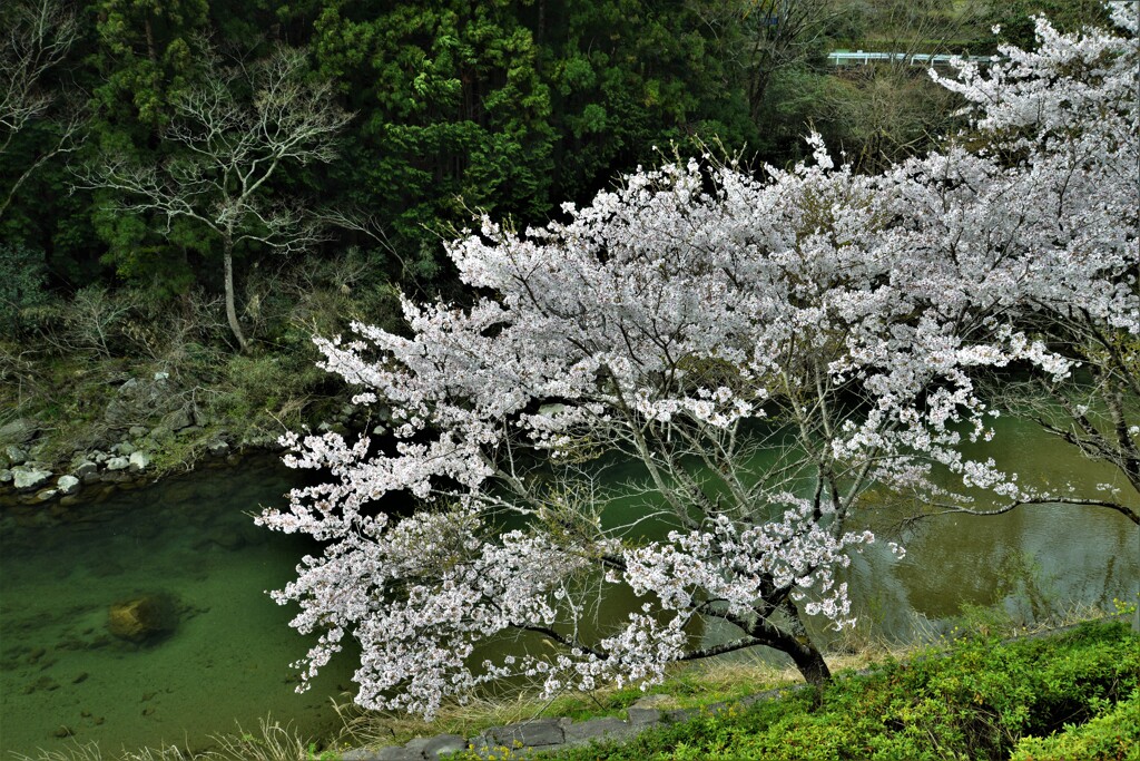 山郷の水ぬるむ。。。！