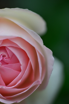 薔薇の仔たち④。。。！