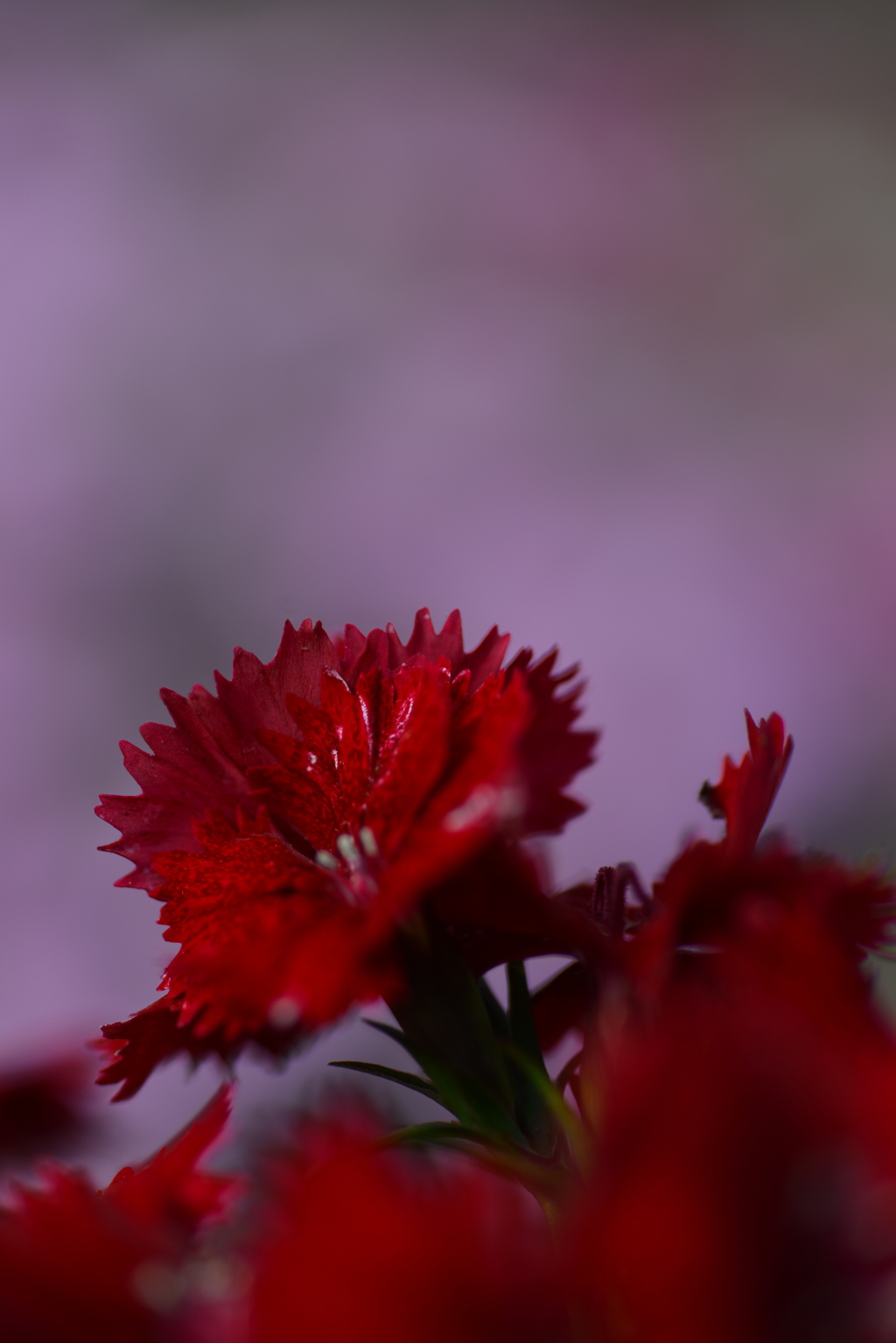 彩る花たちへ　②。。。！