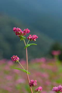 赤蕎麦の花　⑥。。。！