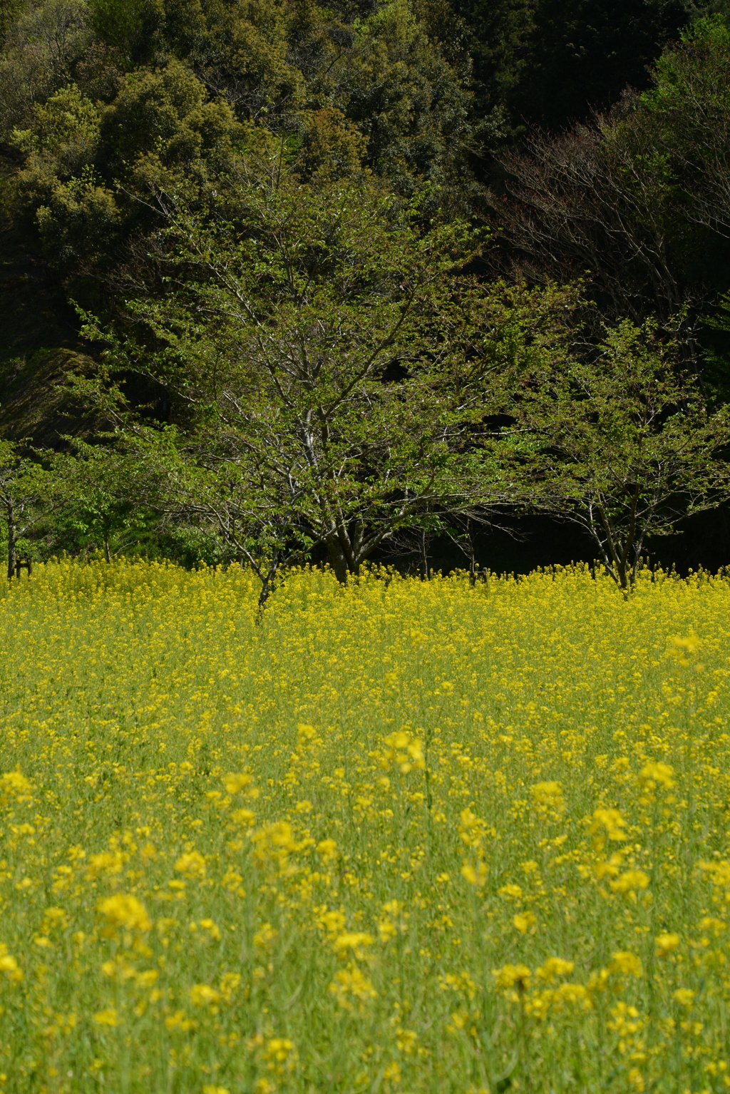 春日和によせて。。。！