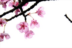 早春賦。。。！