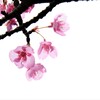 早春賦。。。！