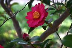 冬に炎えて咲く　①。。。！