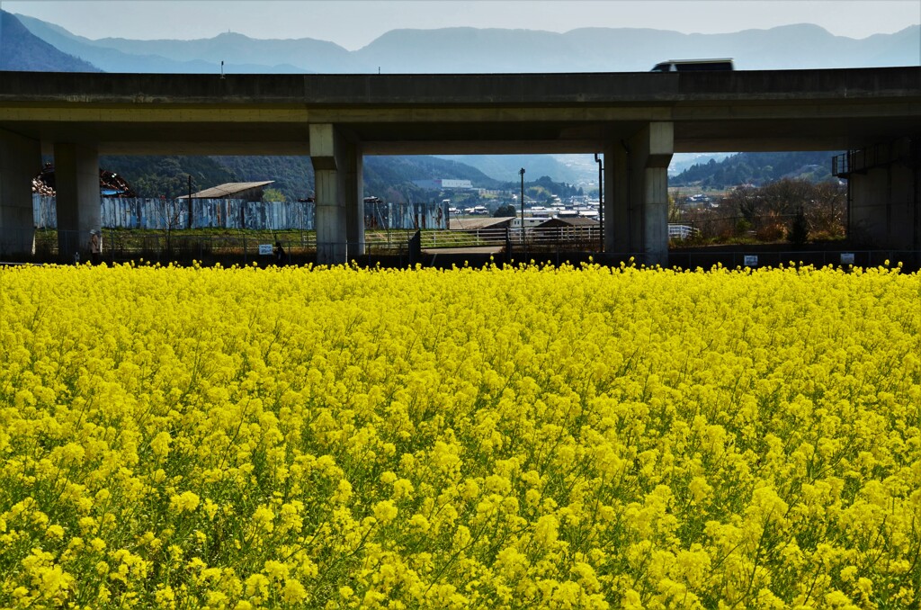 春爛漫の菜の花畑　④。。。！