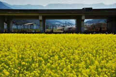 春爛漫の菜の花畑　④。。。！