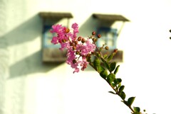 あの日．．咲く花　①。。。！