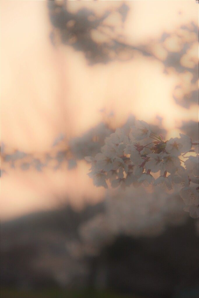 夕暮れblossom。。。！