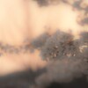 夕暮れblossom。。。！