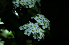 暗がりに純白の華。。。！