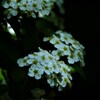 暗がりに純白の華。。。！