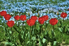 花盛り　①。。。！