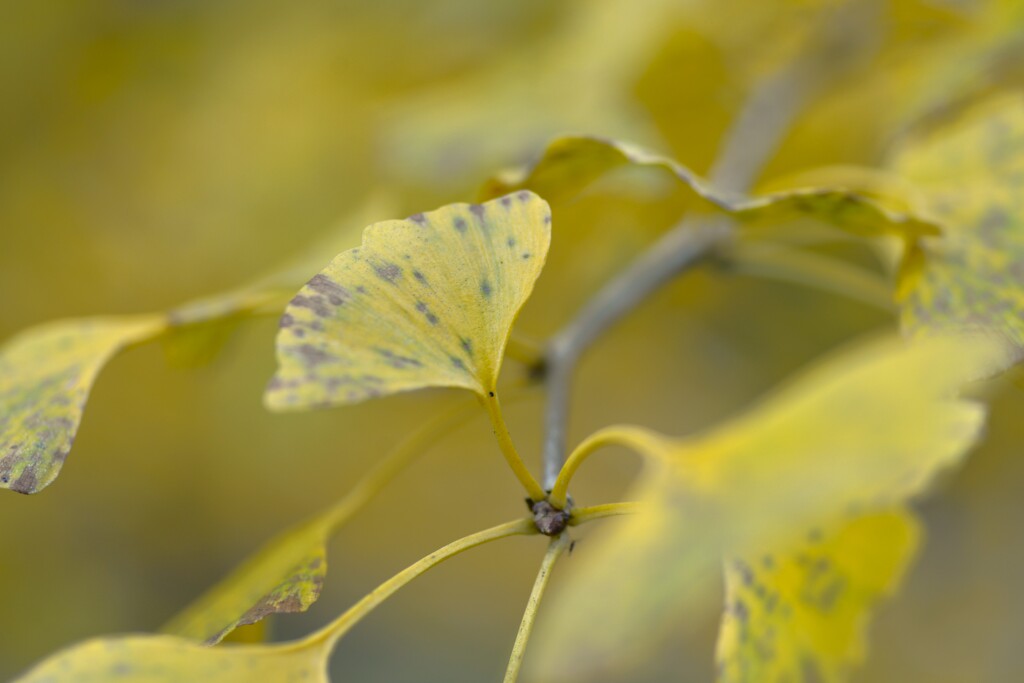 秋ですねえ~　①。。。！