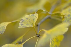 秋ですねえ~　①。。。！