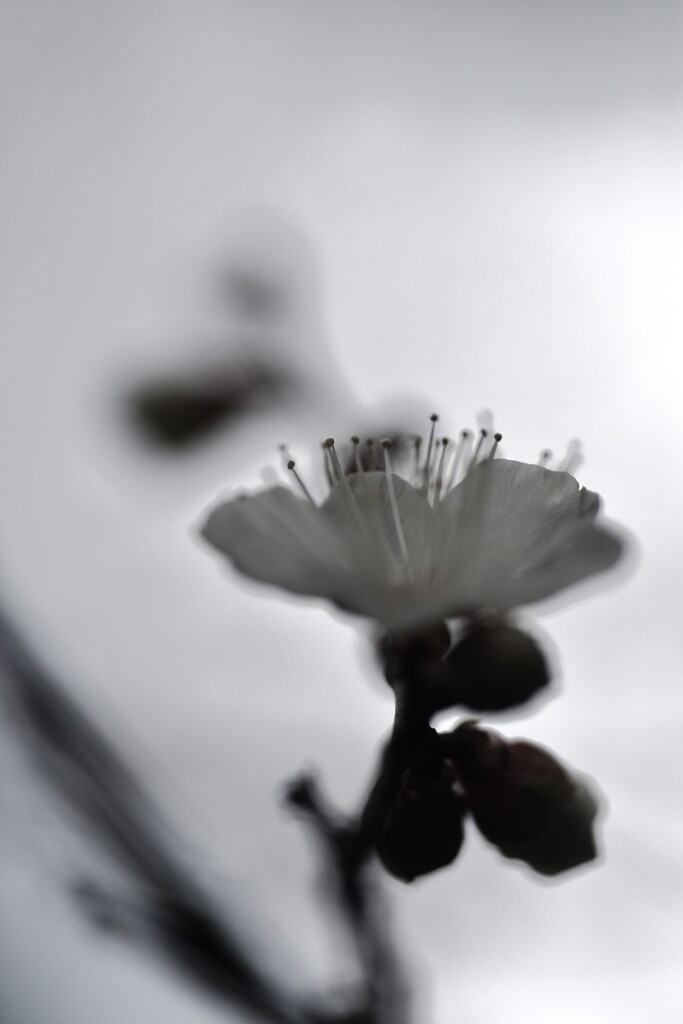 春を忘れず　➂。。。！