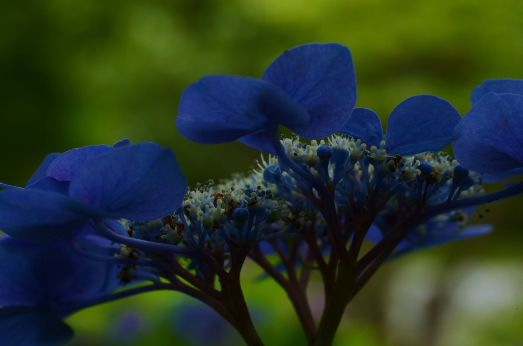 紫陽花　④。。。！
