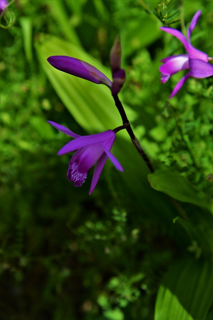 道端に逞しく　②。。。！