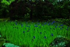 小さな池の妖精たち　①。。。！