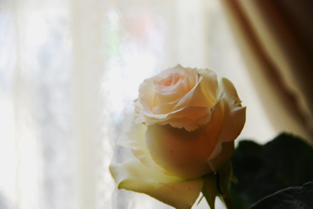 窓辺の薔薇　①　。。。！