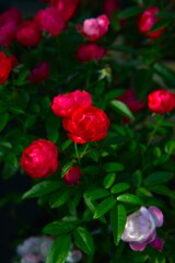秋．．薔薇の日々　①。。。！