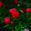 秋．．薔薇の日々　①。。。！