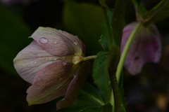 春雨に濡れて　➁。。。！