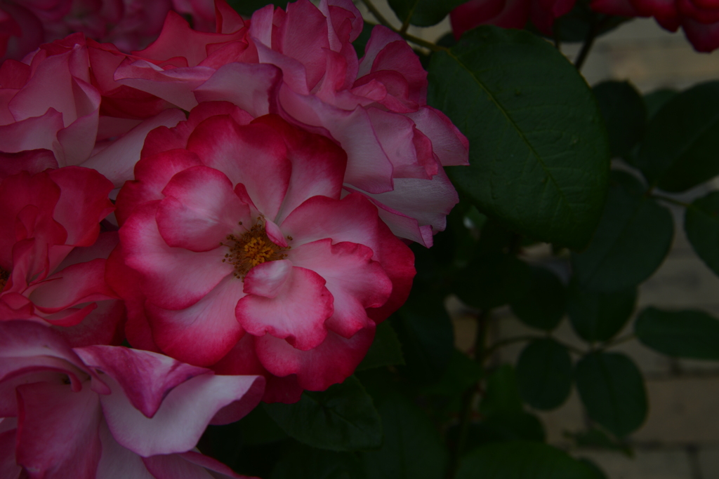 さみだれの花たち　②。。。！