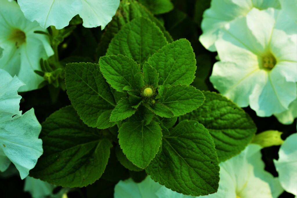 夏花彩色　④。。。！