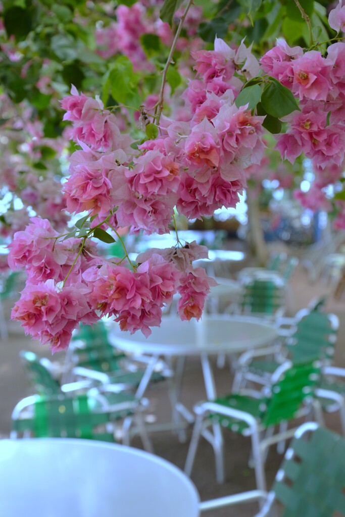 南国育ち　①。。。！