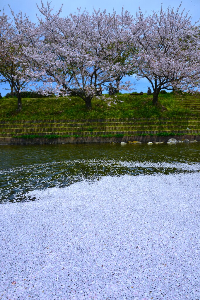 花筏．．さくら舞う　風に舞う　①。。。！