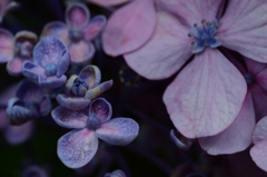 紫陽花　①。。。！