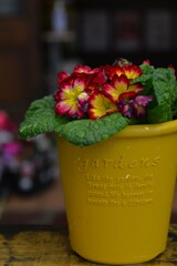 秋の花壇　➂。。。！