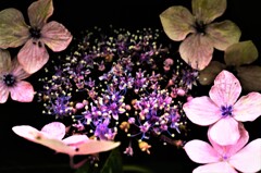 紫陽花の悲しみは　②。。。！