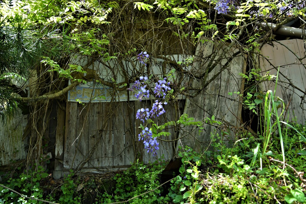 道端に逞しく　③。。。！