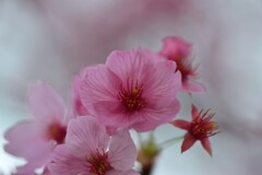 平和の誓い．．陽光櫻　②。。。！