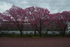 春風に散る。。。！