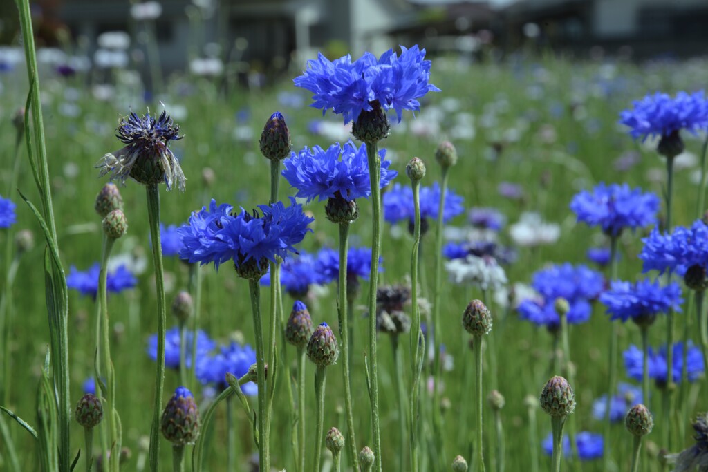 野に咲く花のように　➂。。。！