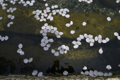 花筏．．さくら舞う　風に舞う　➁。。。！