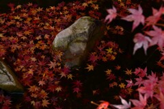 秋の忘れ物　②。。。！