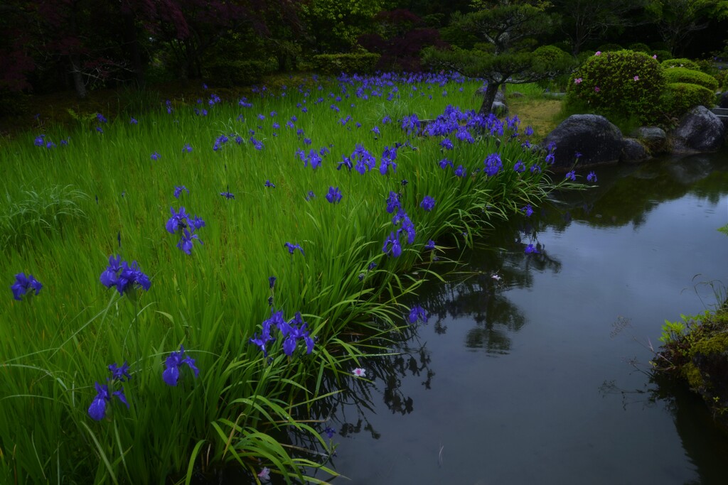 菖蒲池。。。！