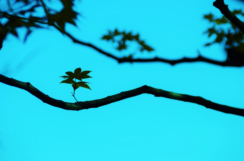 青の世界で芽吹く。。。！