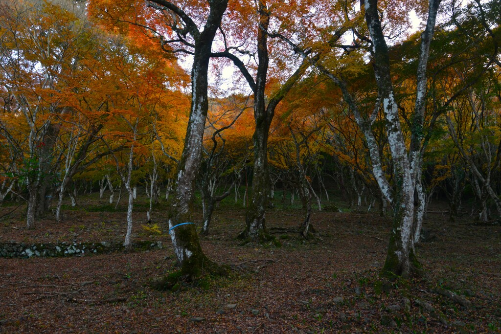 秋彩の森のアリス　➂。。。！