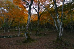 秋彩の森のアリス　➂。。。！