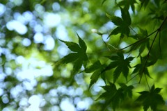 光と青紅葉　②。。。！