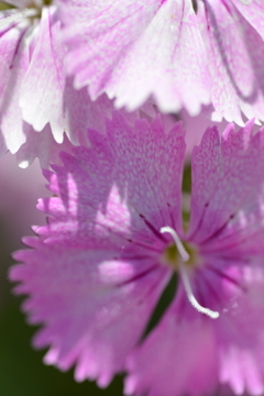 pink parasol。。。！