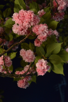 夜桜　①。。。！