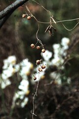 残酷な冬　①。。。！