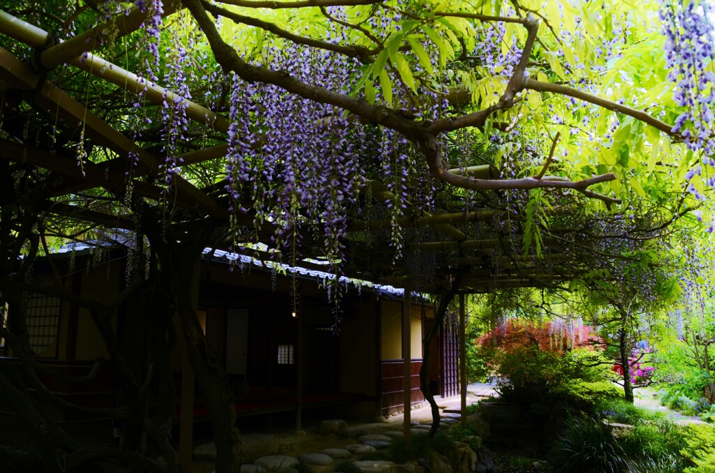 庚申庵のふじ　③。。。！