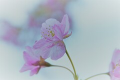 櫻花一輪。。。！